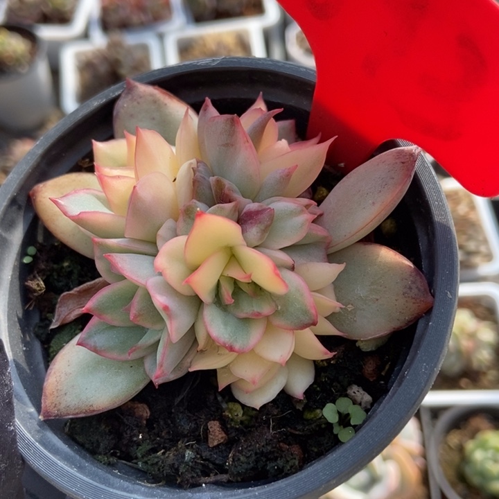 693月光女神锦多肉植物保护