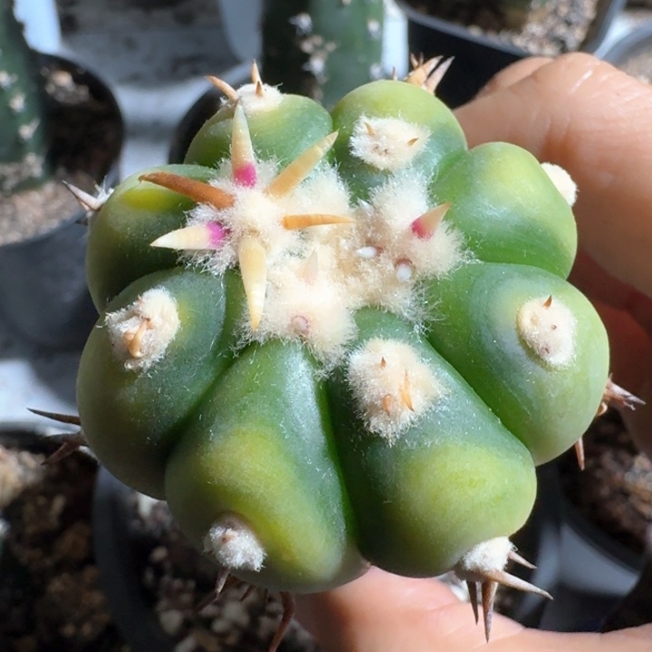 翠平丸锦苗接仙人球