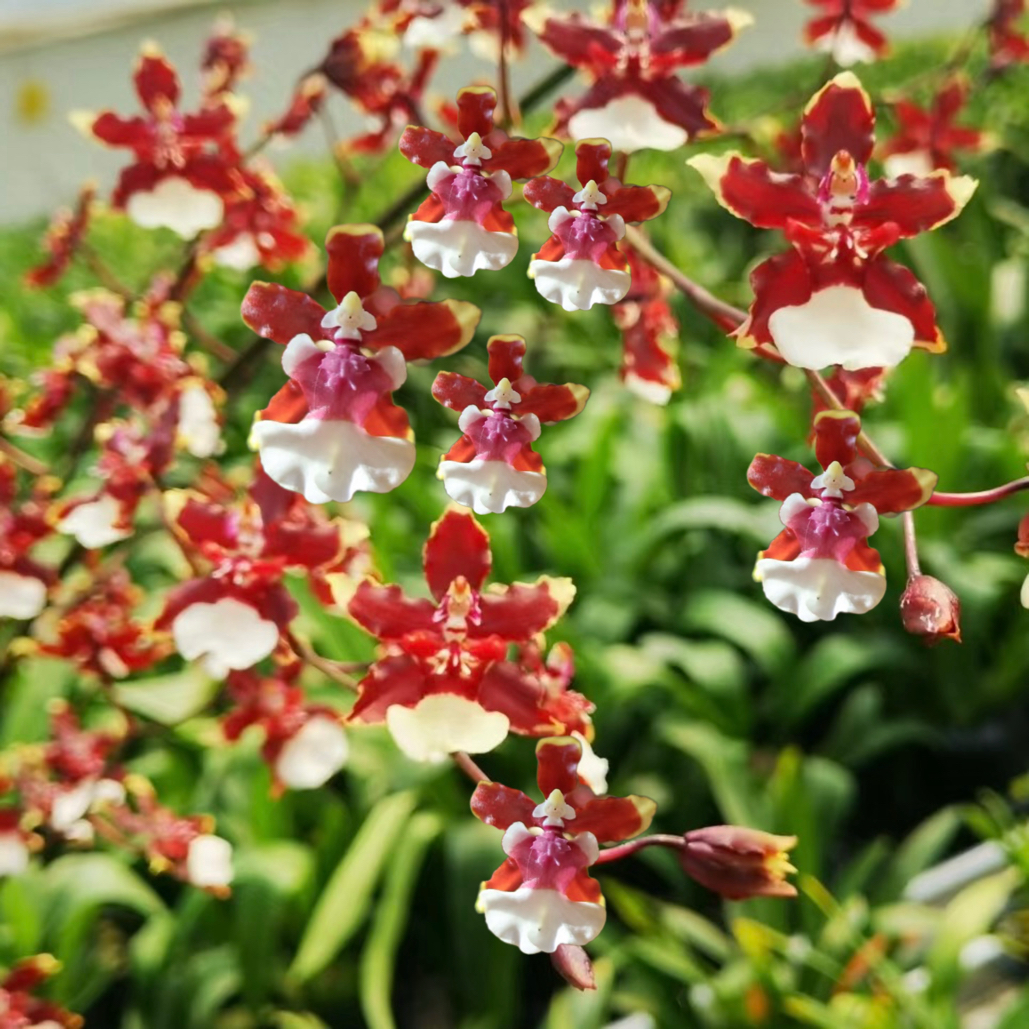 文心兰 【三色香水 】苗情高花剑多带多支花剑浓香型