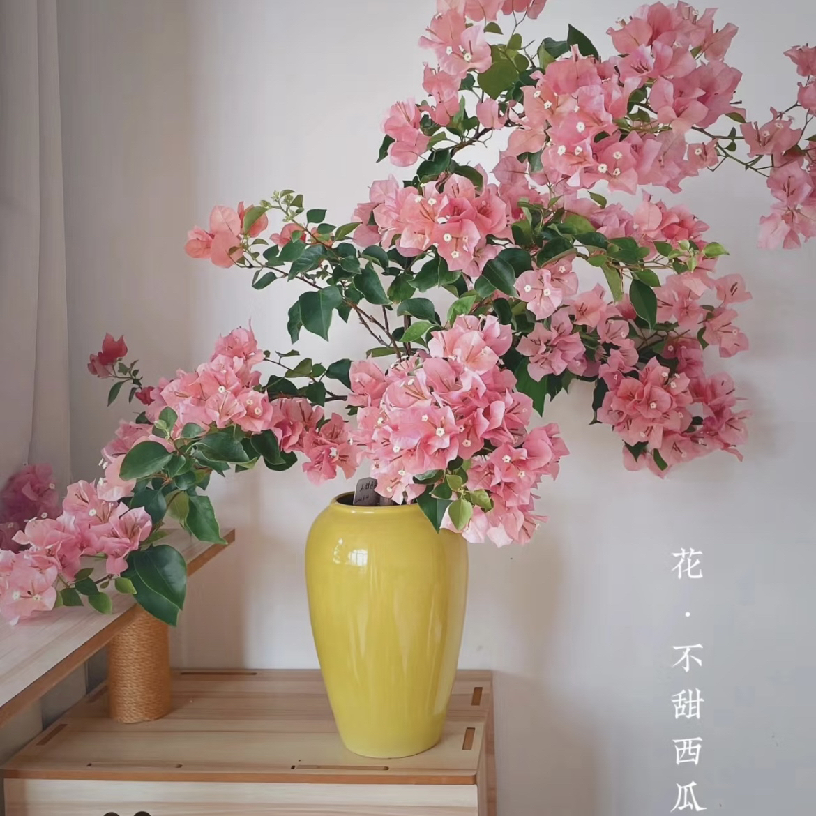 【不甜西瓜】三角梅 花卉盆栽绿植可飘窗爬藤垂吊新手小白好养