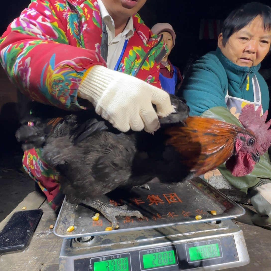 红瑶鸡农村土鸡680273