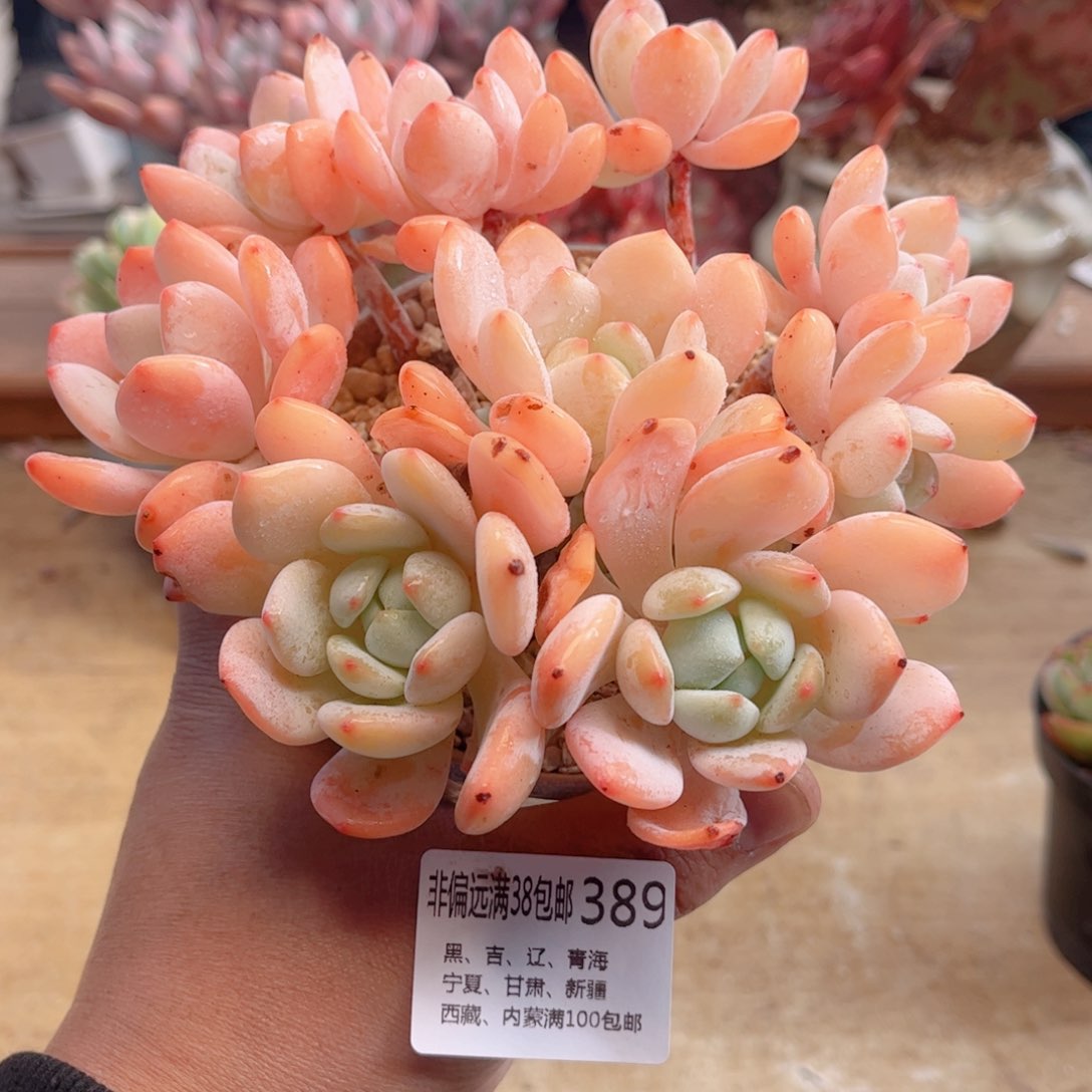 389冷香德华多肉