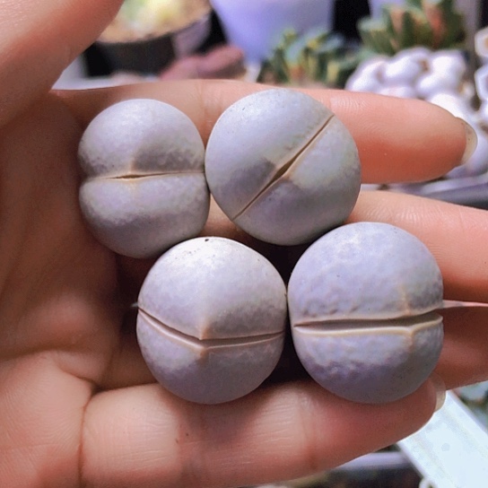 无花朵0734，2.3-2.5厘米老皮微瑕高尔夫