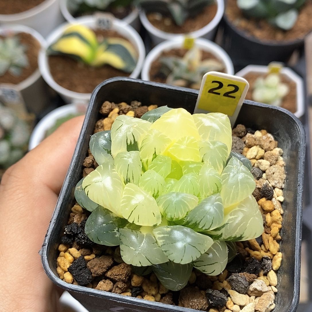 22号实生玉露锦一物一拍