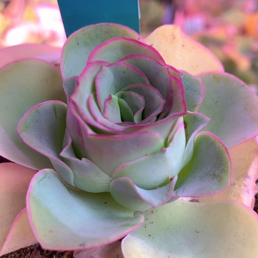 【闪购商品】yjj221红心唇