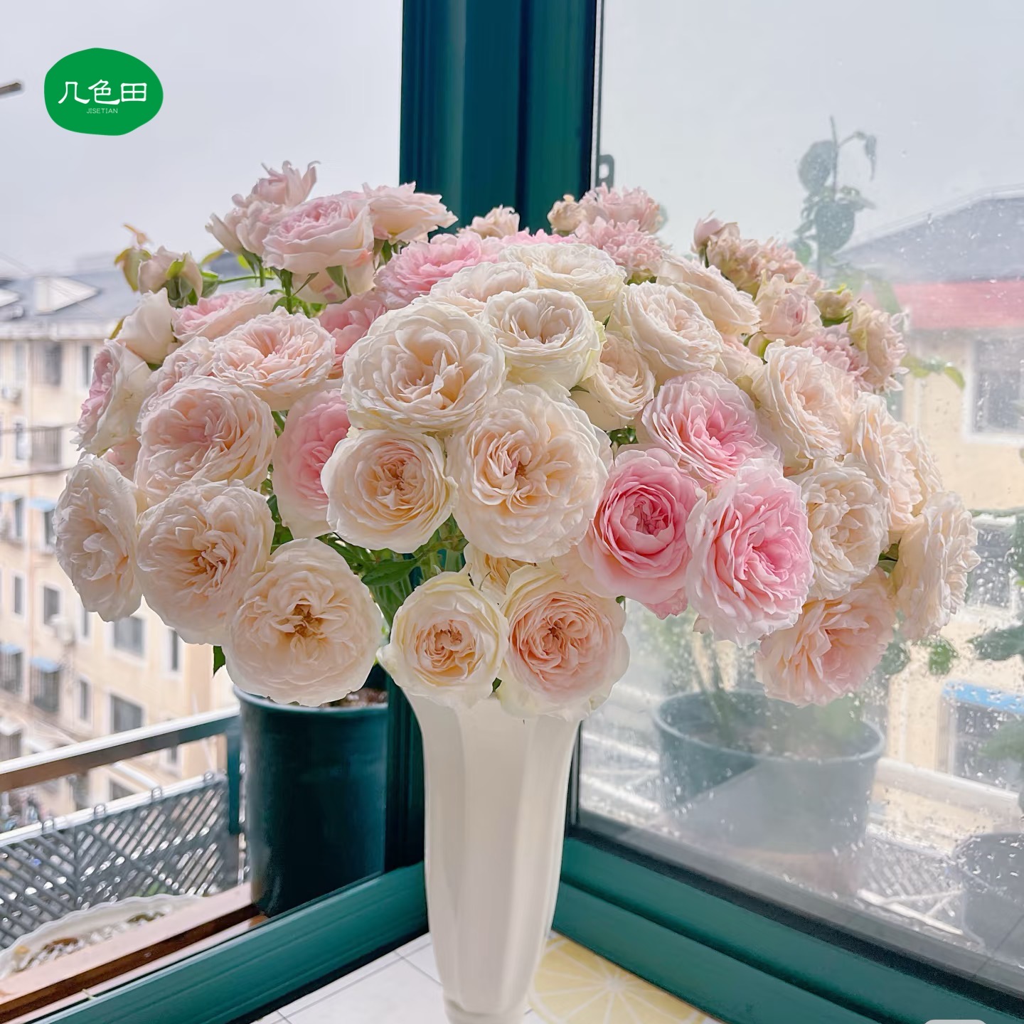 花间公主----多头玫瑰云南直发鲜花云南花插花鲜花 