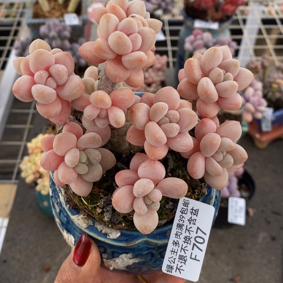 鱼子酱707/10c m多肉