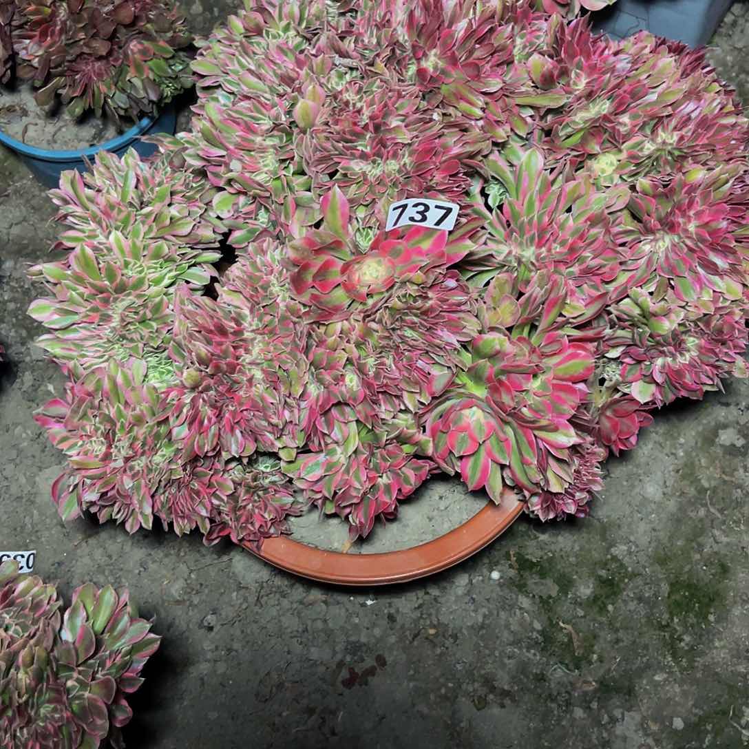 法师法师15-18包邮法师