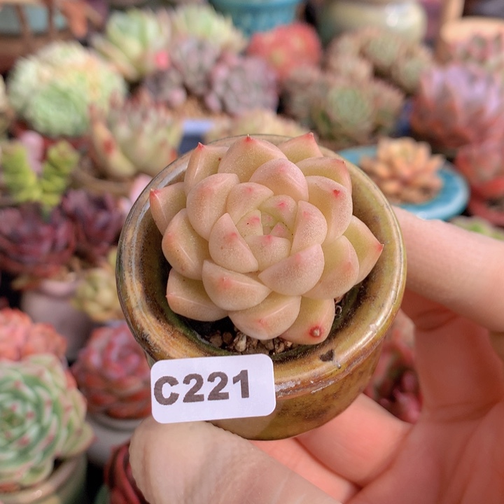 一物一拍含盆土满38包邮C221