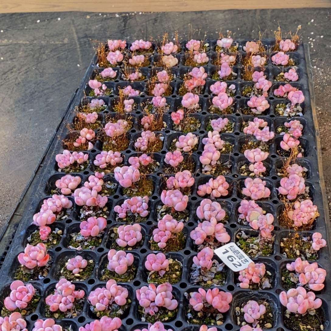 162多肉植物保护研究所所长助理