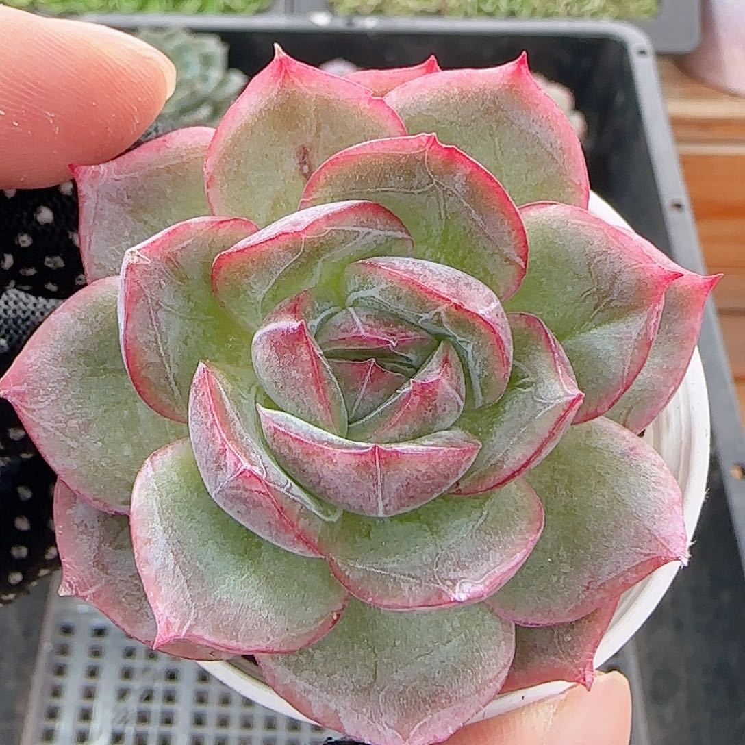 多肉1011--174边线系