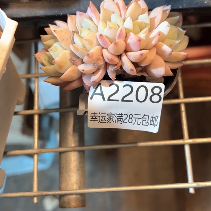 幸运的是我的朋友是