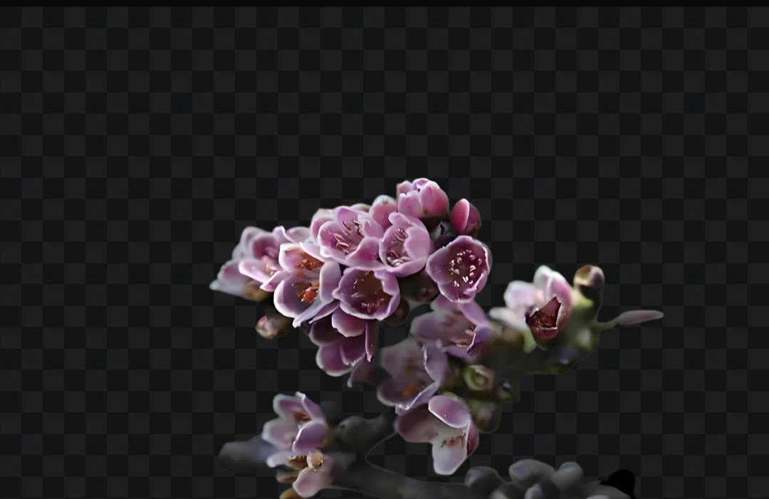 香水野桂花客厅阳台绿植花卉盆栽