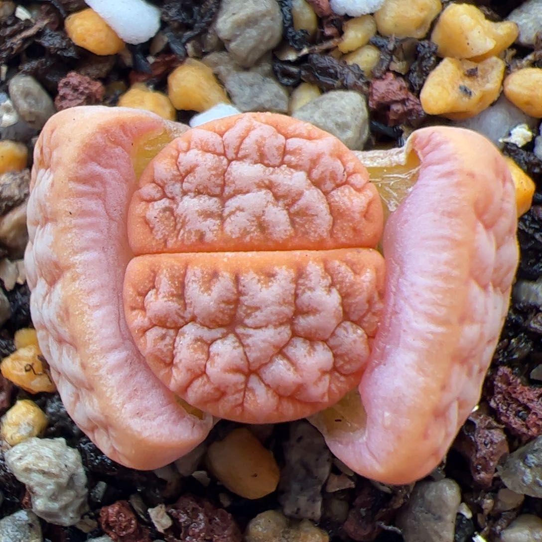 0273号拿铁 多肉植物