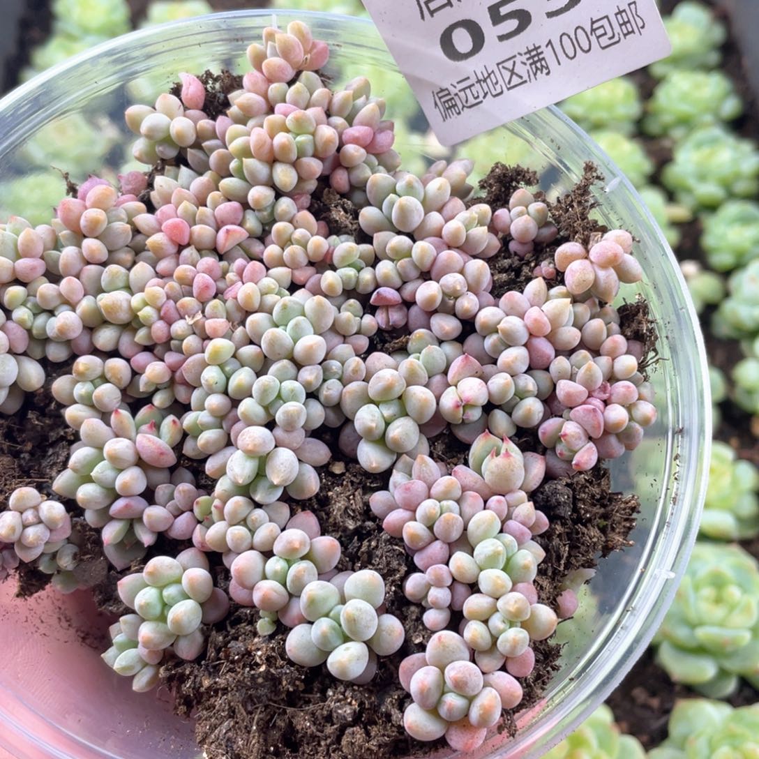 樱花奶一物一拍053