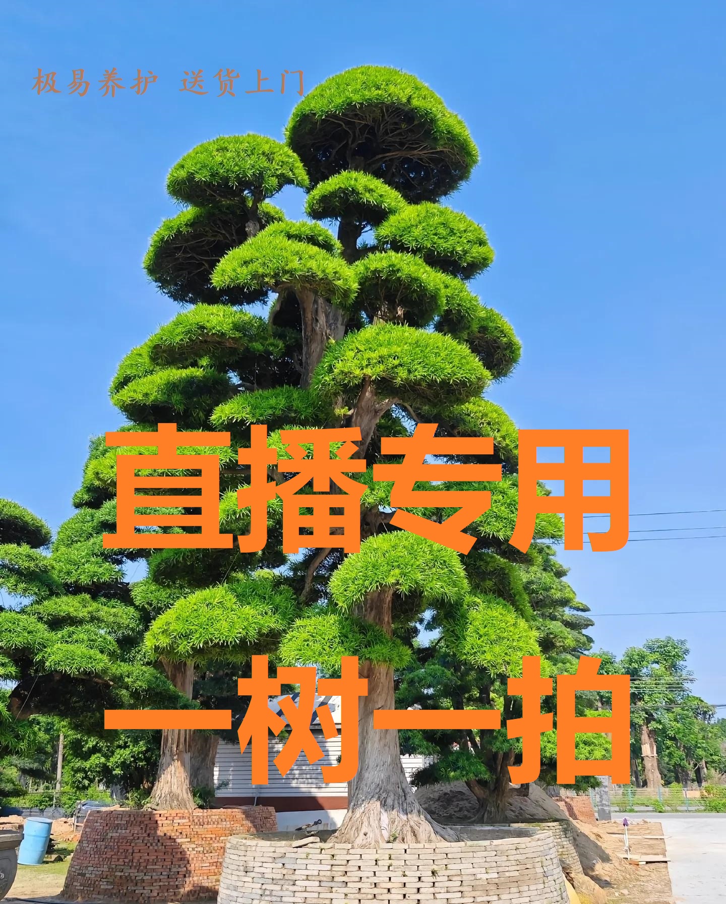 精品罗汉松 小叶雀舌罗汉松 庭院景观造景树 可盆栽地栽 一物一拍