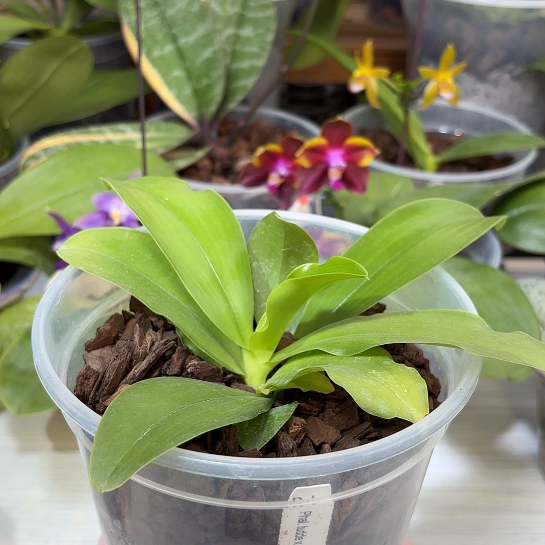 1***1当前无花栽培后可以开花山彩路德dj