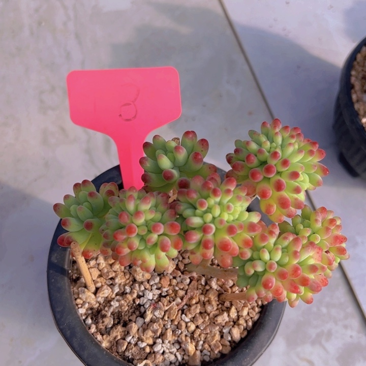 健健康康平平安安