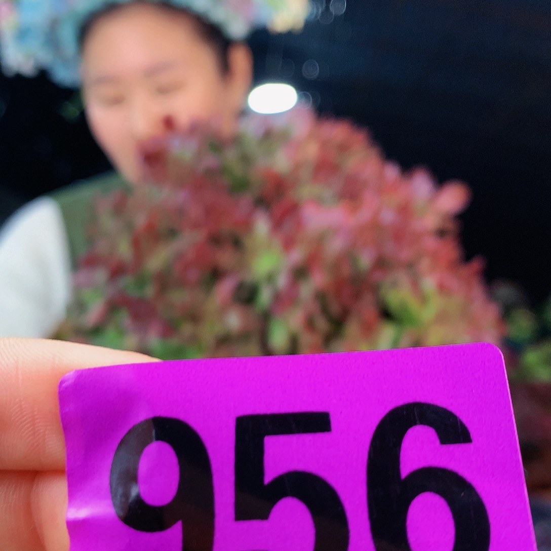 sssssssssssssssssssss956