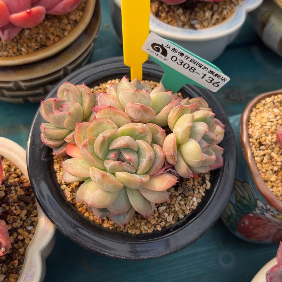 多肉一物一拍0308-136