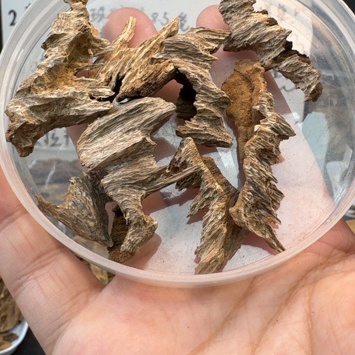 海南临高吊齿6.6克