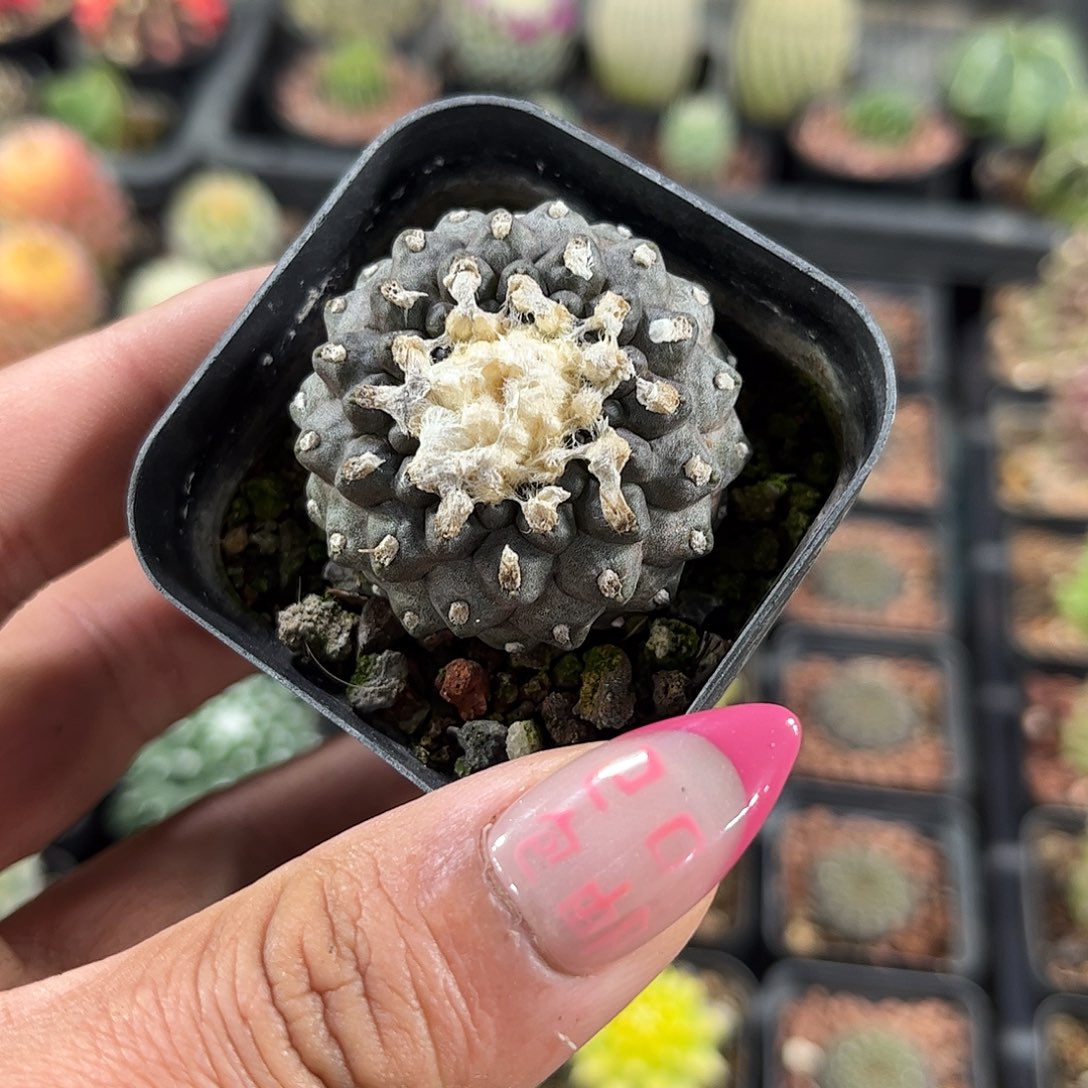 墨蝶单头发货单头发货