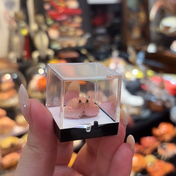 真实迷你逍遥蟹标本