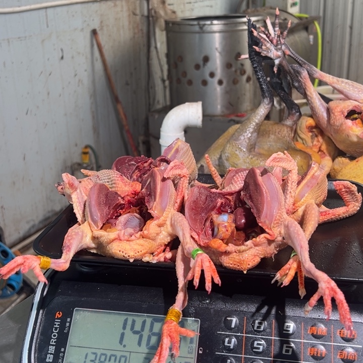 鸽子食用农产品娜****跑