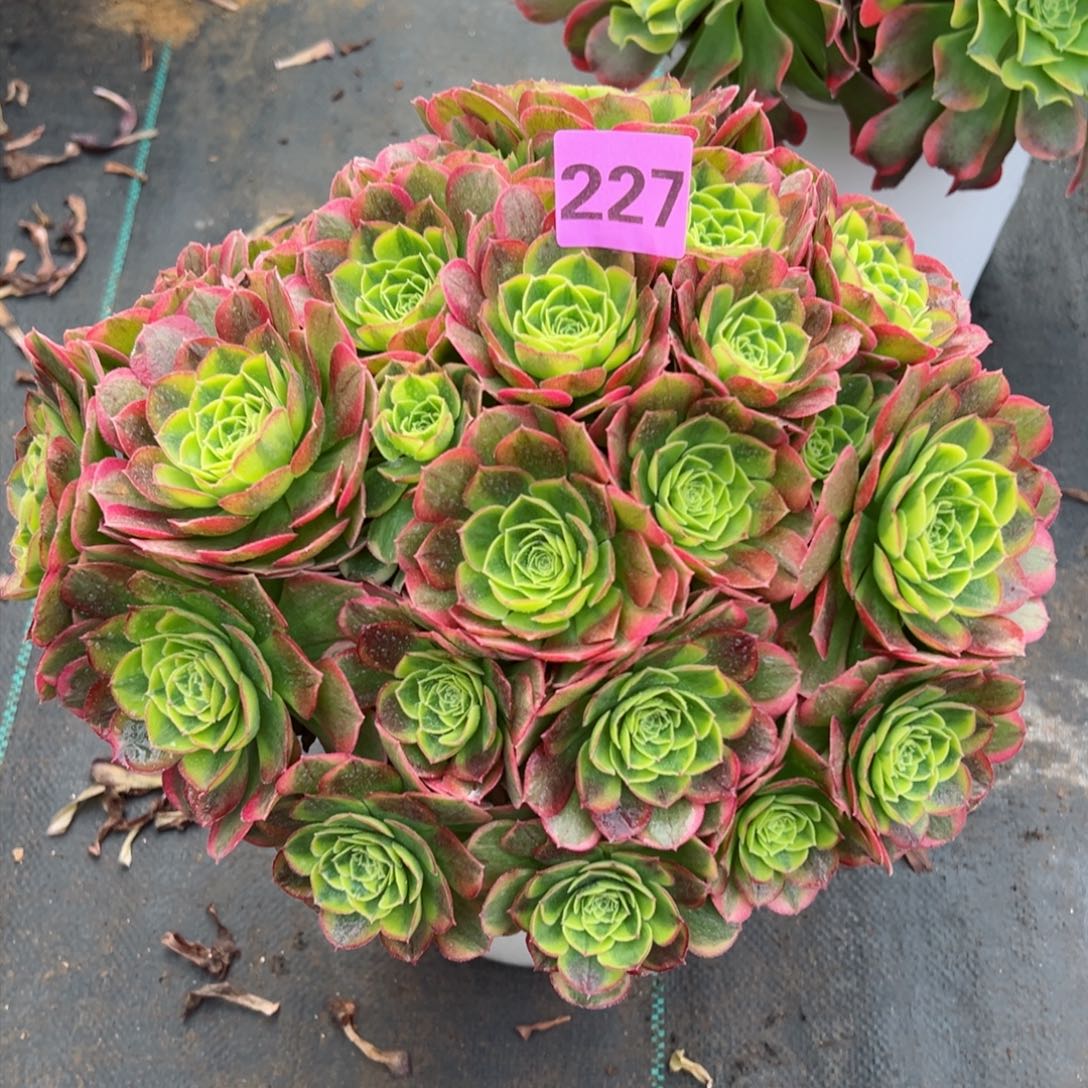 227奶白法师多肉植物