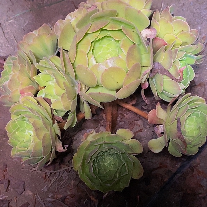 多肉植物保护研究所