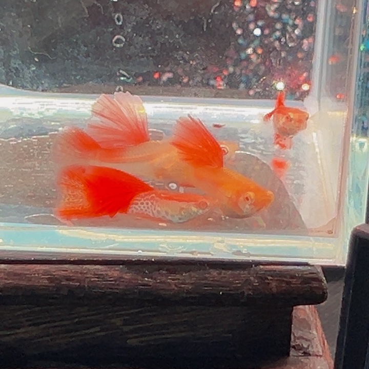 孔雀鱼红蕾丝超大背俩对