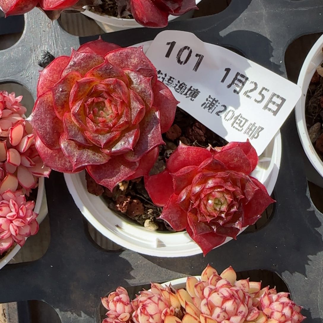 花语逸镜0125-101妖娆