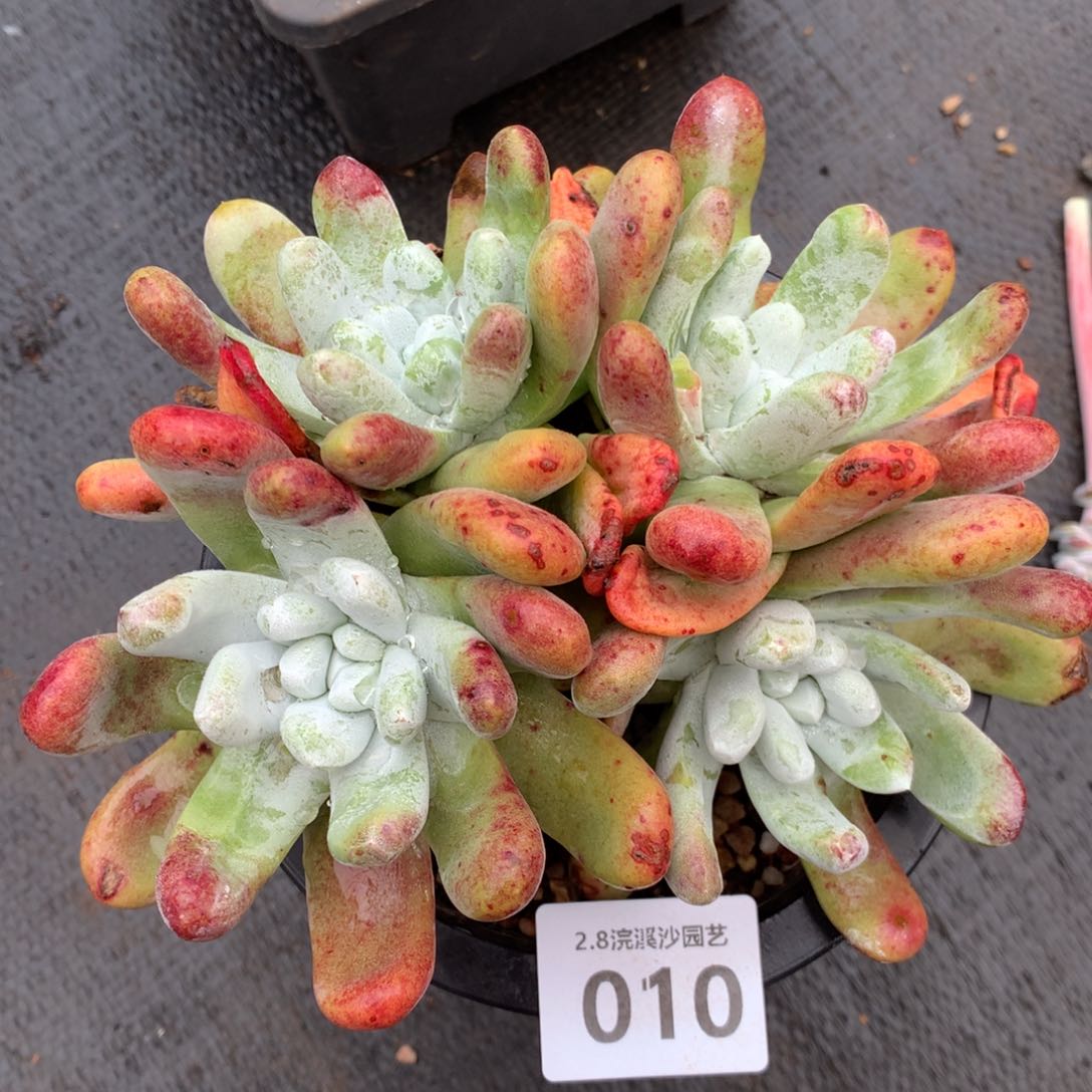 拇指010多肉植物