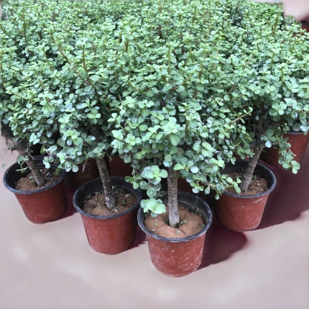 金枝玉叶老桩特大号盆栽植物爆盆室内客厅阳台绿植花卉四季易好养