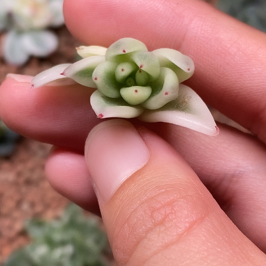 樱美锦一物一拍，