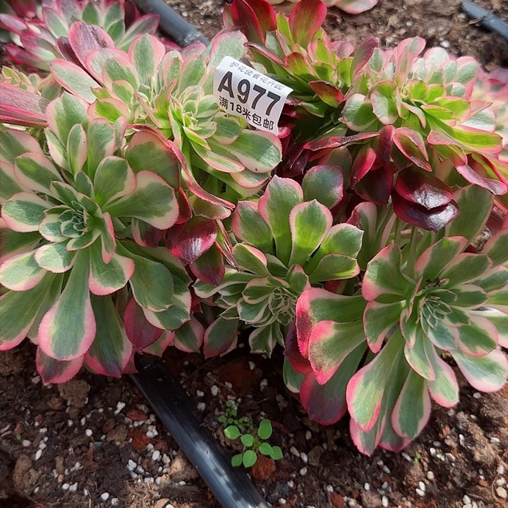 多肉法师女郎缀化