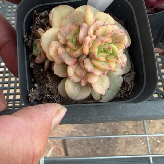 191辣牡丹锦一物一拍多肉