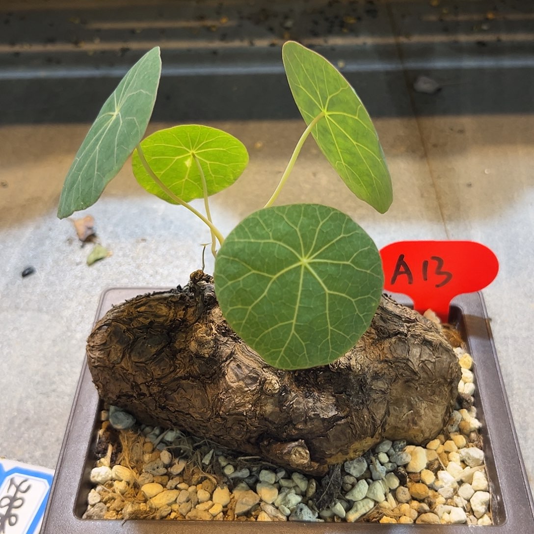 汤圆植物A13一叶龟