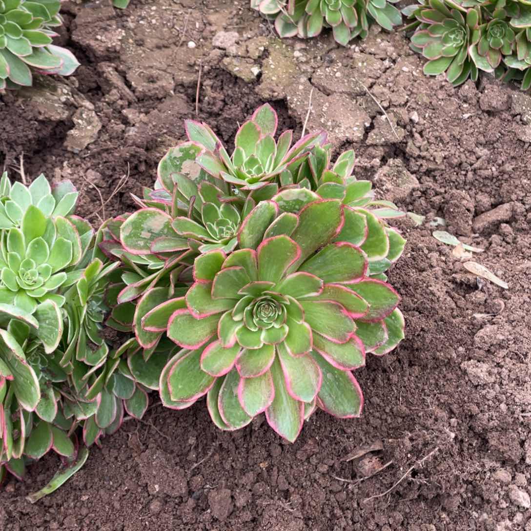 粉花妖多肉法师断枝不包