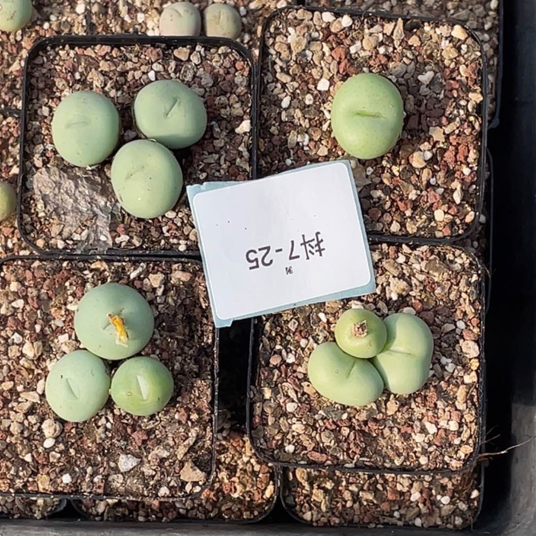 阿***妤7-25肉锥多肉植物