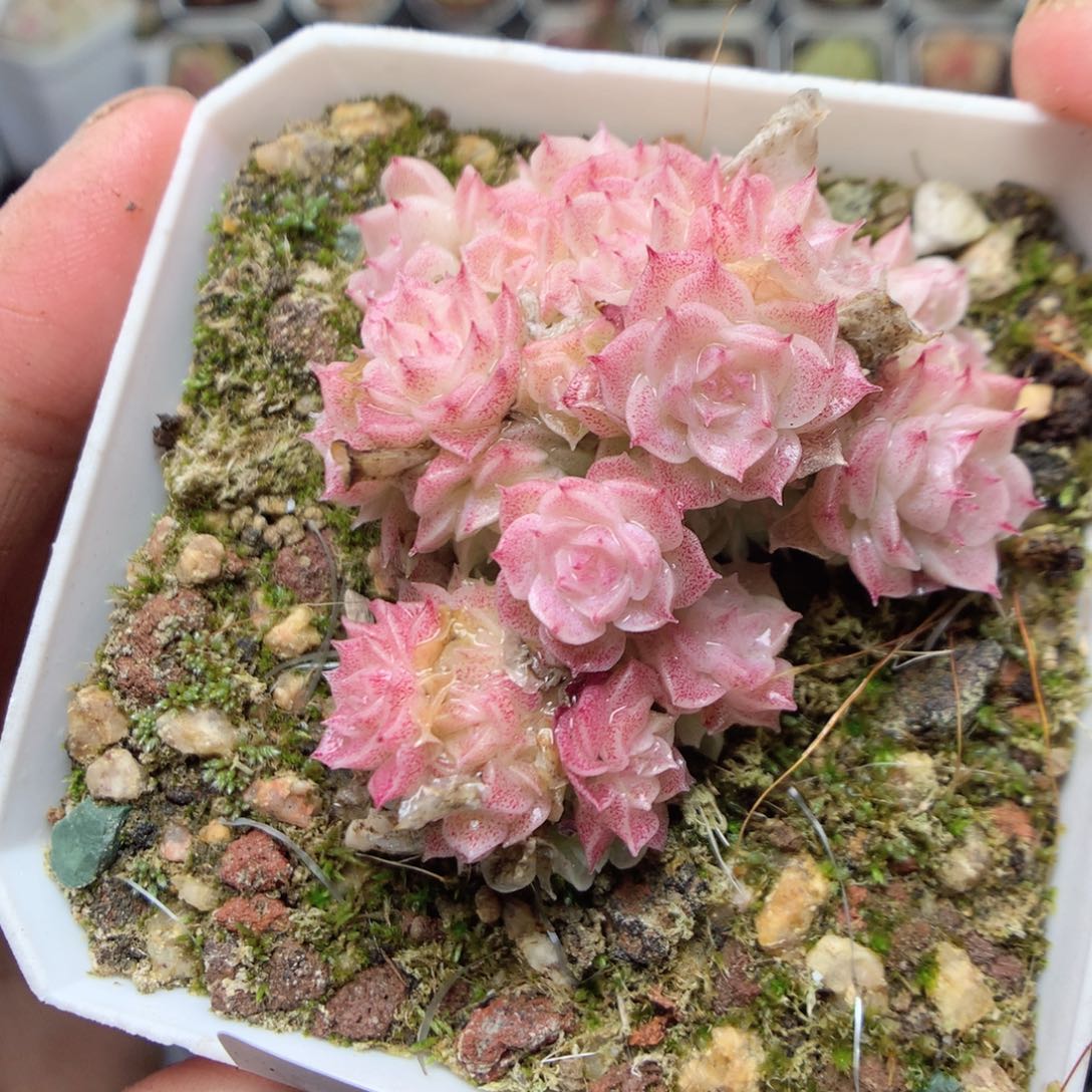 无花朵S46 uyyyyyy