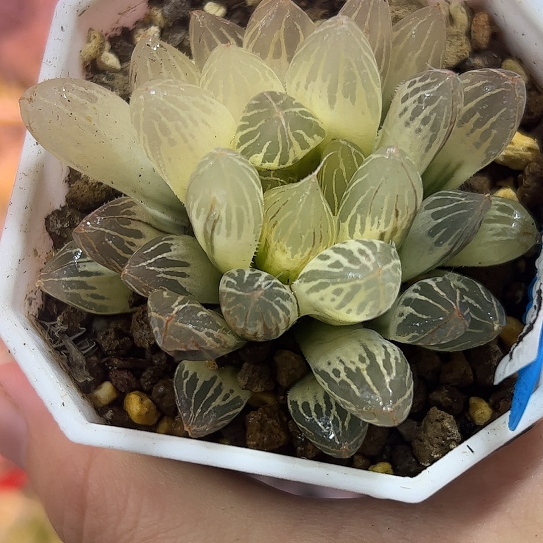 糊斑胭脂锦十二卷多肉