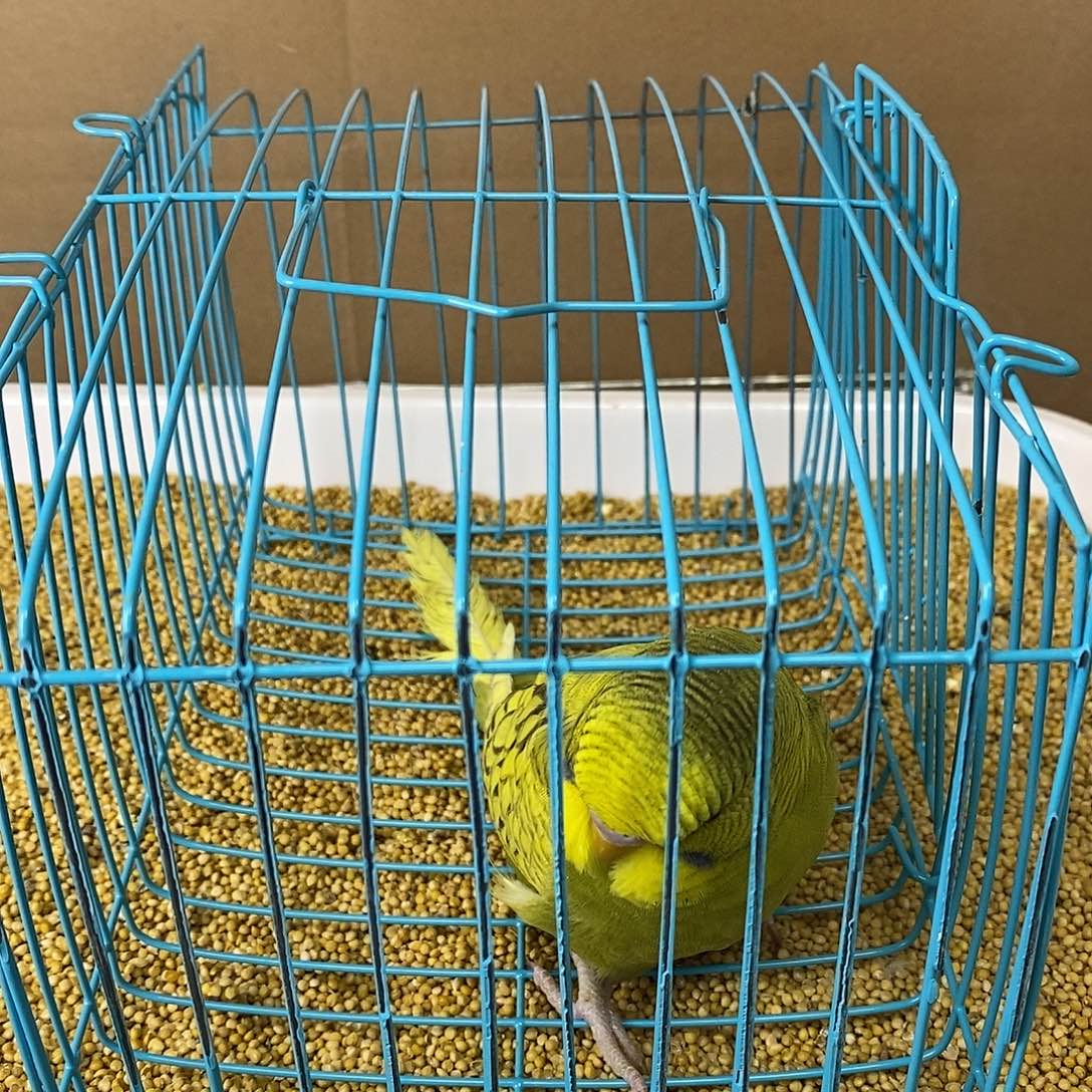 虎皮鹦鹉大头虎皮