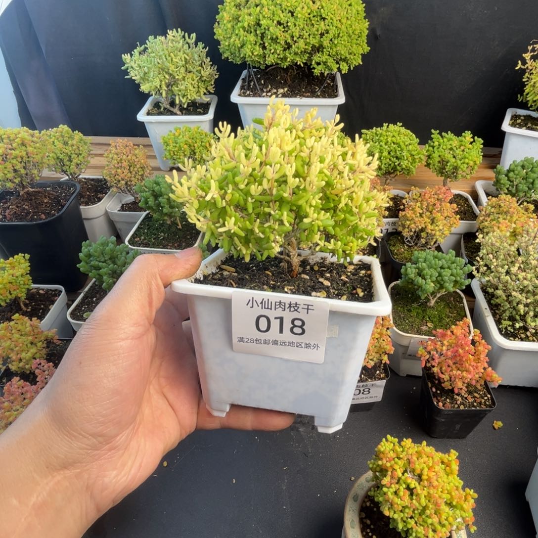 018枝干番杏糖球粉锦