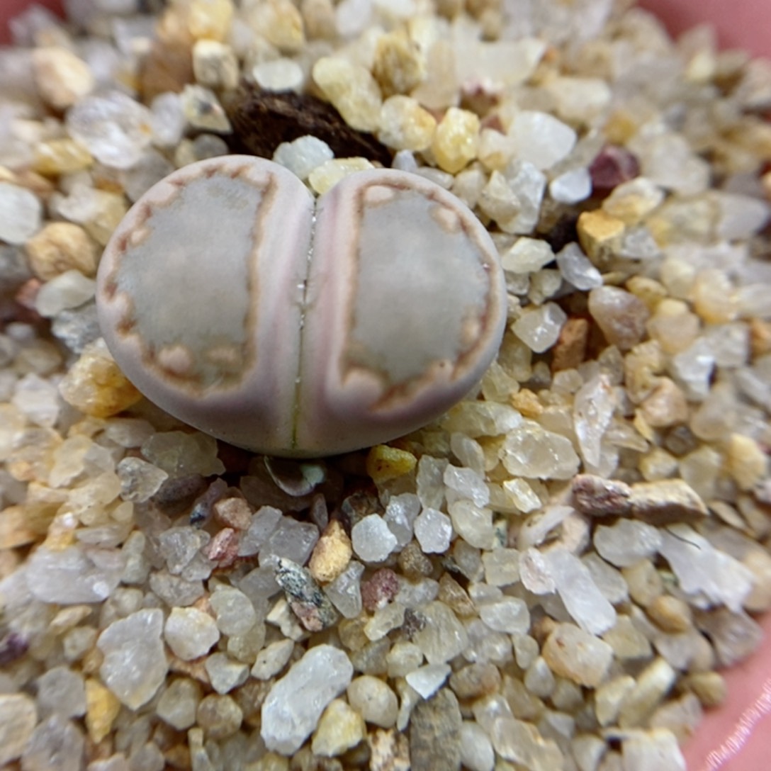 生石花花花花花164号