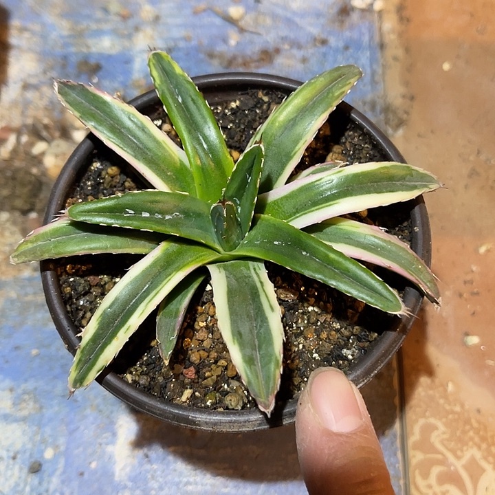 满38包邮2天凑单，脱土晾根发货多肉植物