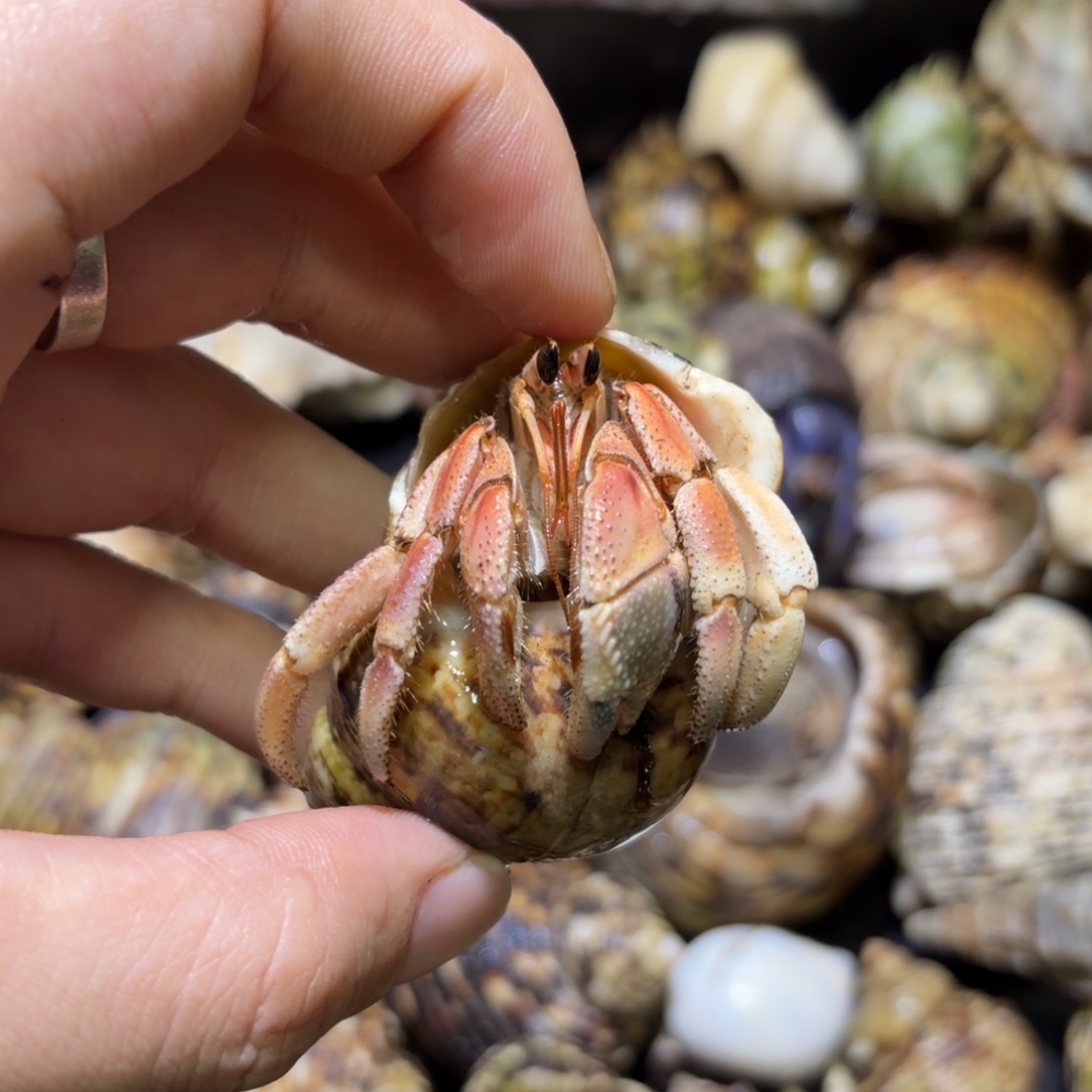 活体寄居蟹 不退不换 13