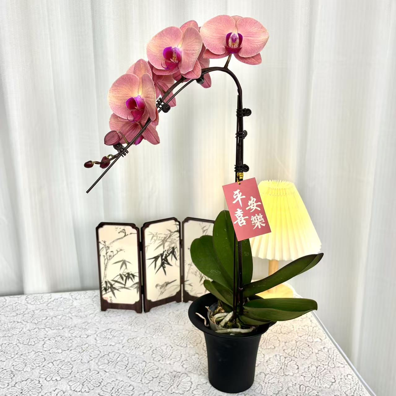 【欣欣向荣】复古稀有色系大花型蝴蝶兰一花观三色室内花卉