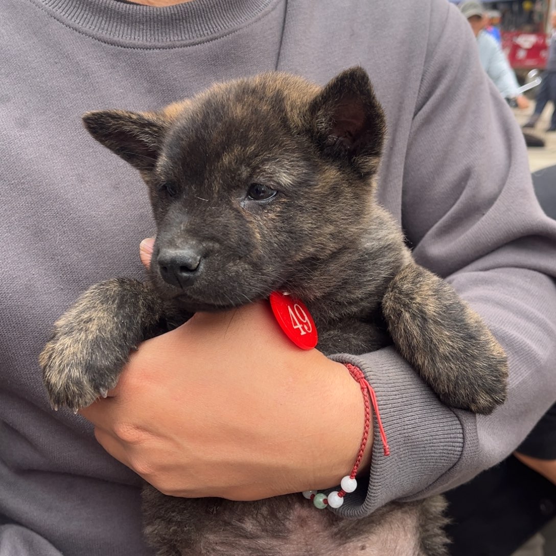 上***品中华田园犬小虎斑49号