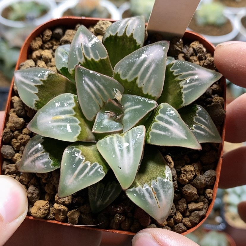 【闪购商品】43喷泉